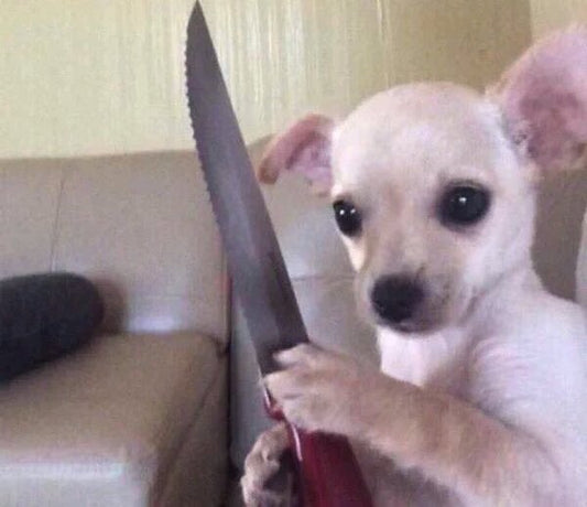 Armed doggo